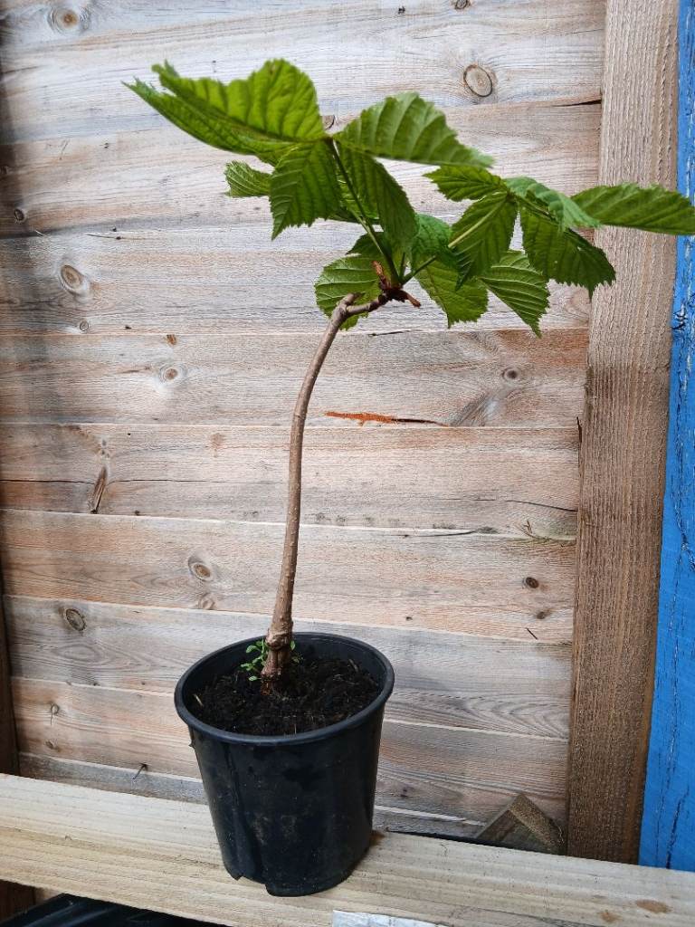 Conker tree saplings very healthy collection please..