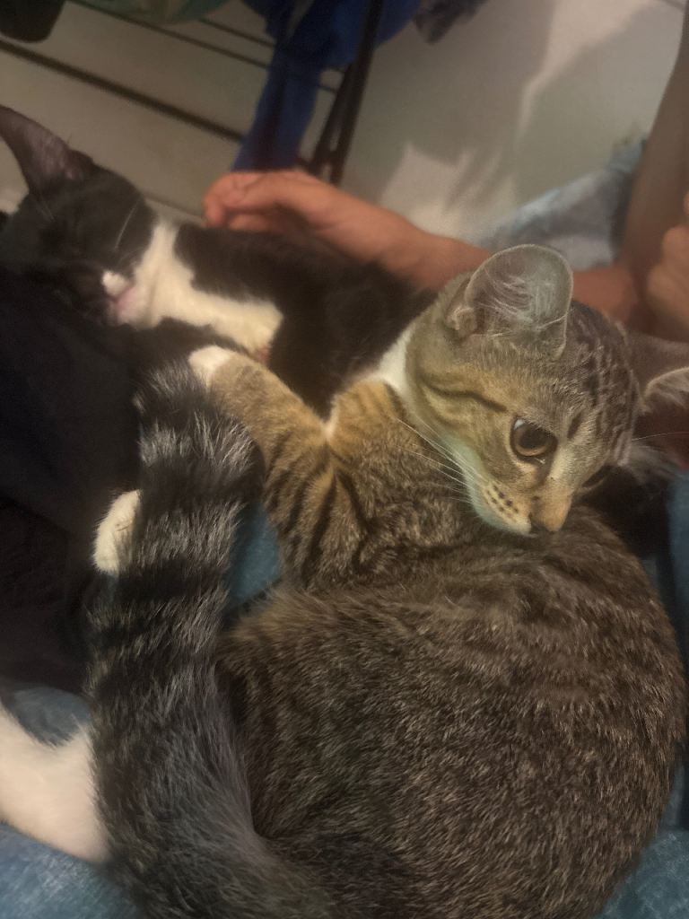 Four months old kittens 