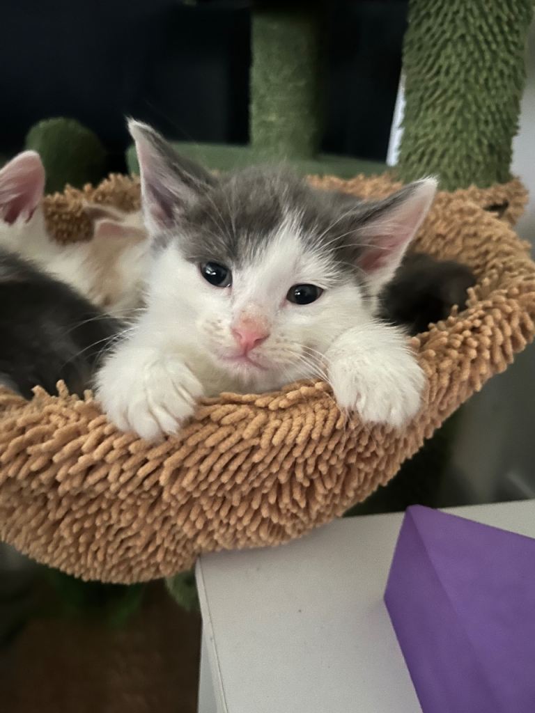 3 kittens for sale 