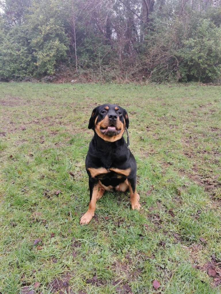 Female rottweiler 