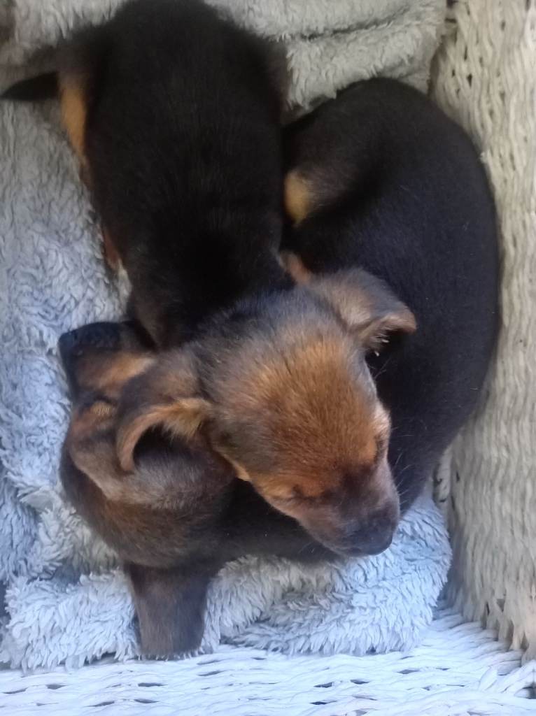 2x male Jack russeell