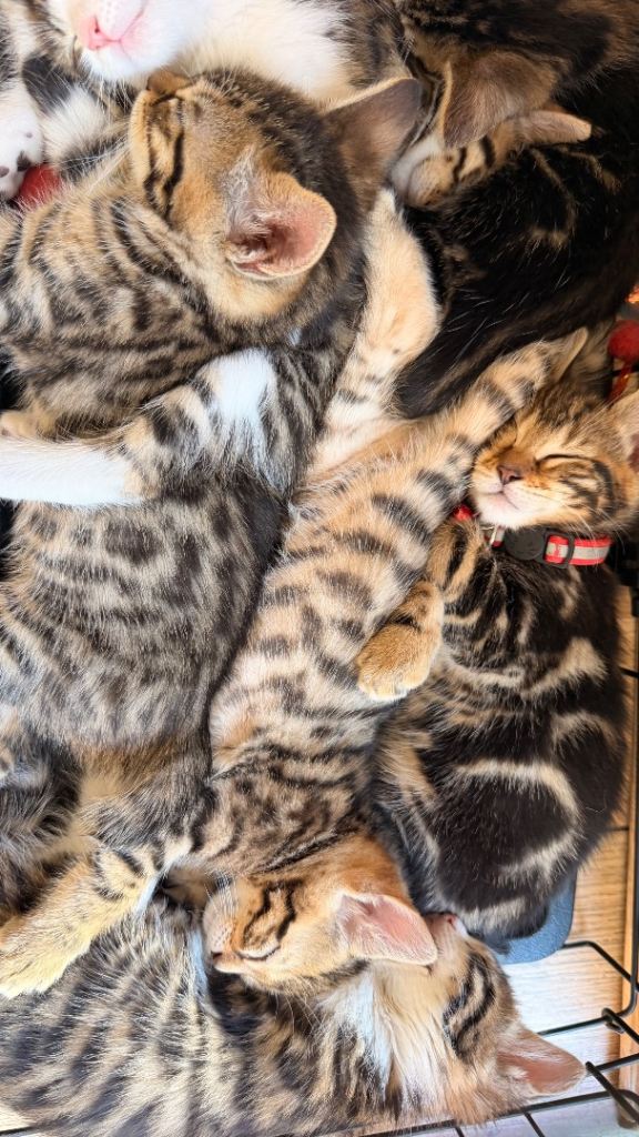 Mixed Bengal Kittens