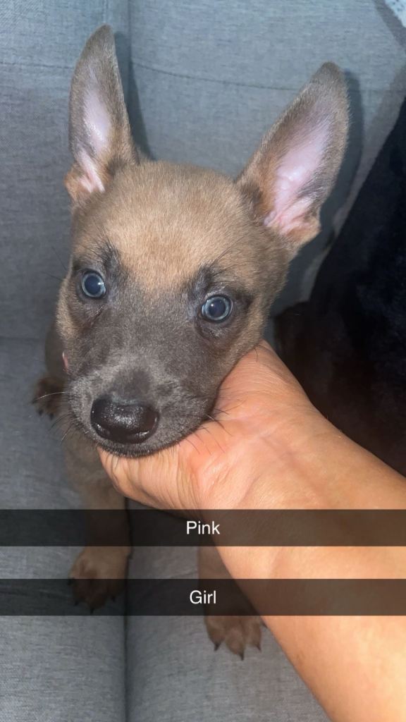 Belgian Malinois x German shepherd