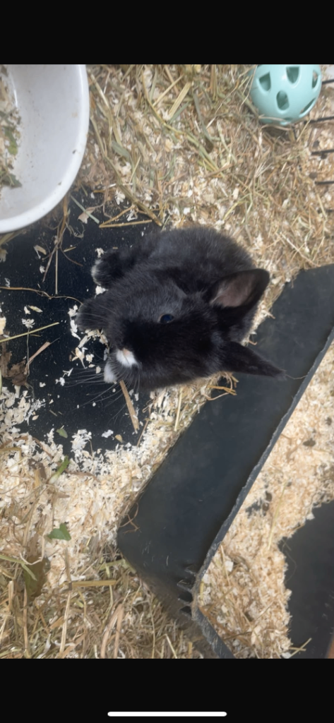 Rex X Lop rabbits for sale