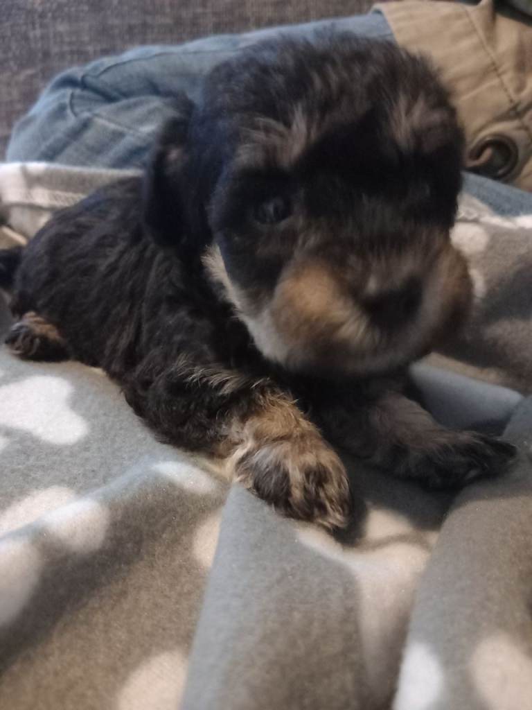 TOY SHNOODLES READY 21ST DEC