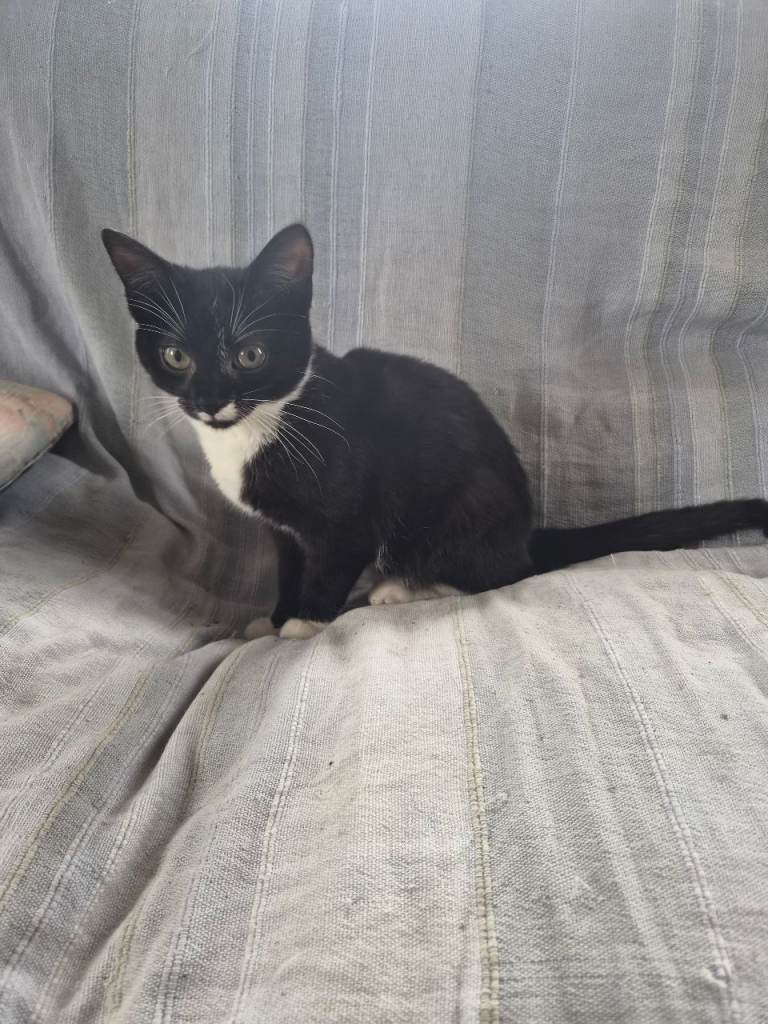 Kittens for sale