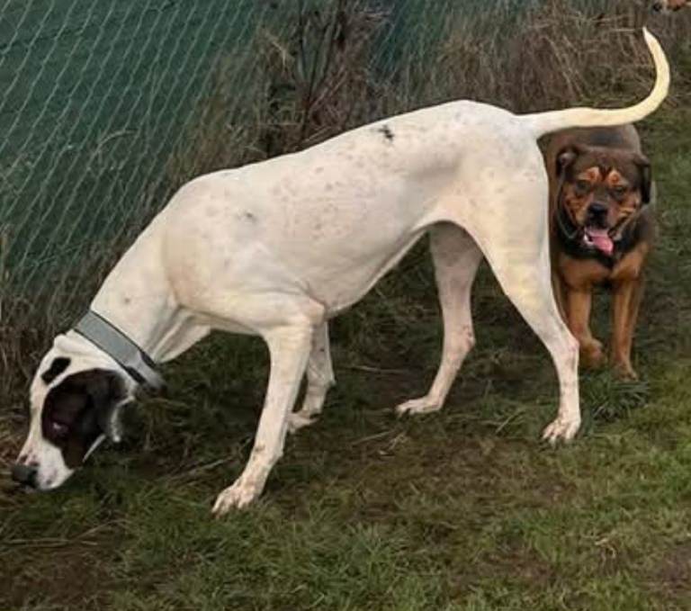 2 Year old Female Indian mastiff and 2 year old Female Rotweiller x old english