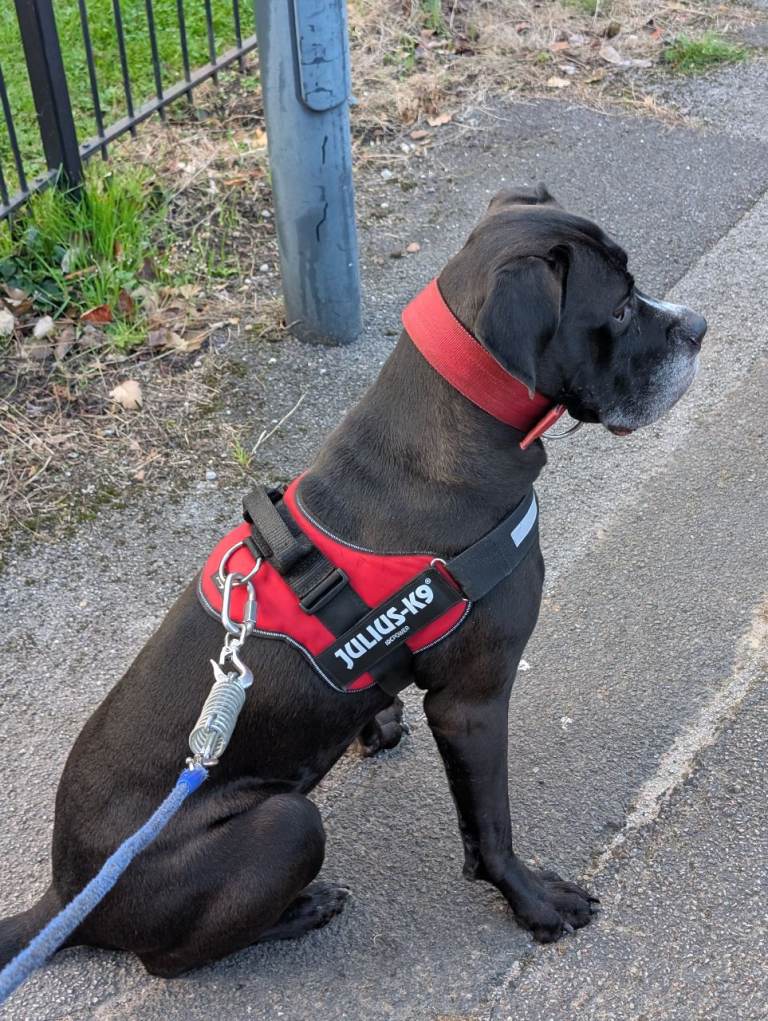 Cane Corso Female For Rehoming 