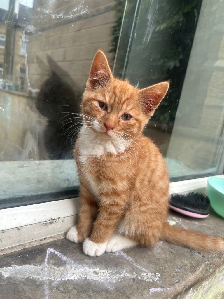 Kitten 