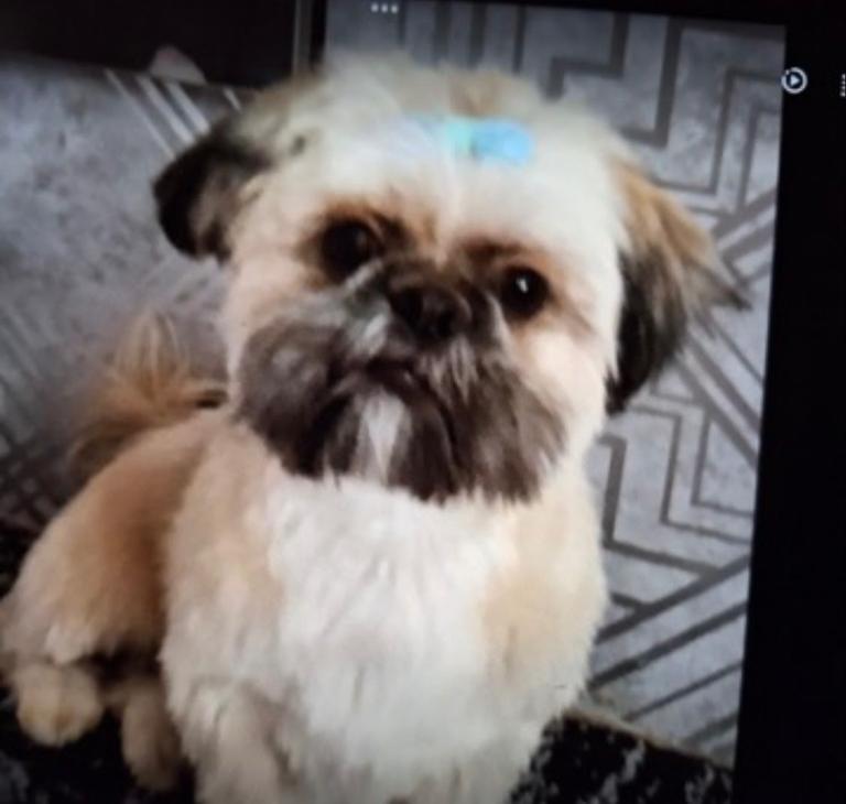 Litter of 8 puppies for sale 