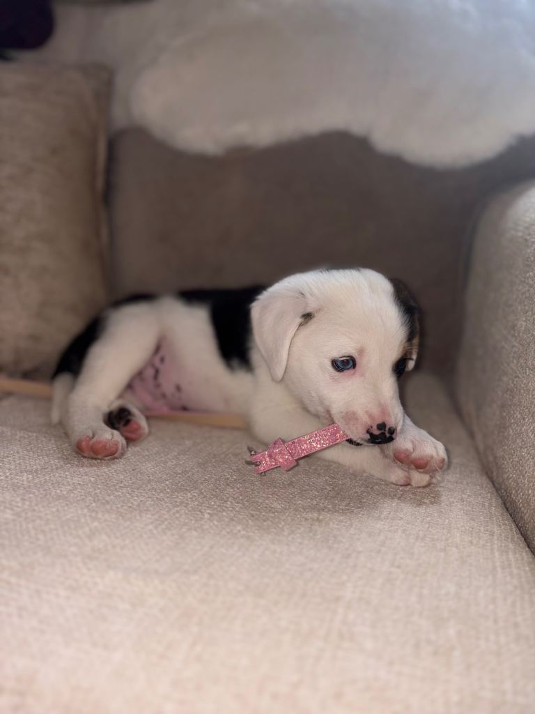 Beagle x collie 