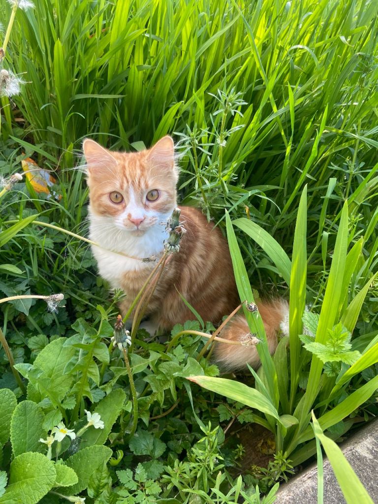 Male cat 9 months