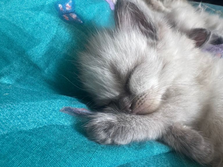 Outstanding ragdoll kittens 