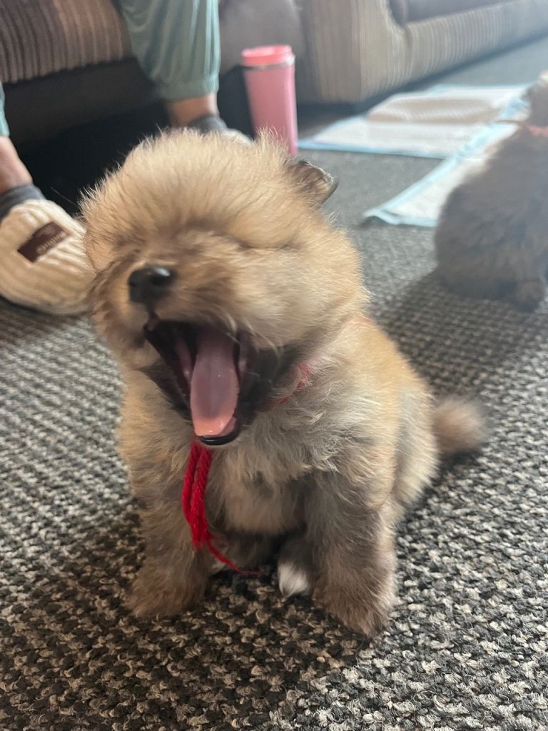 6 Pomeranian puppies 