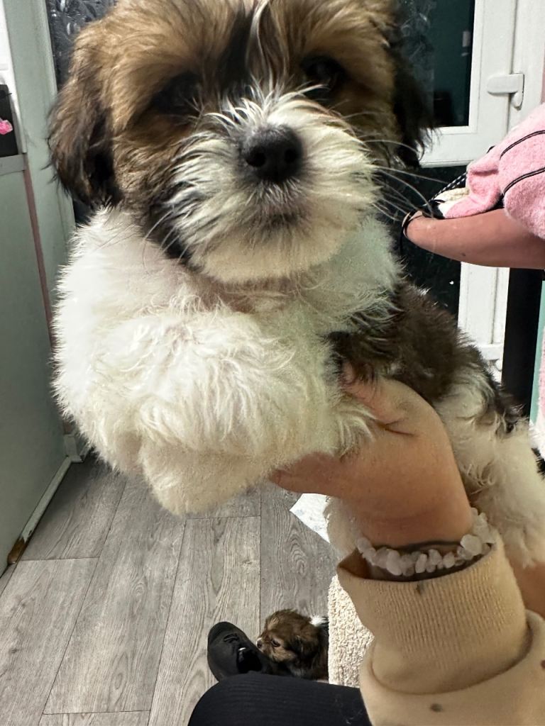 Shorkie and Pomeranian mixed