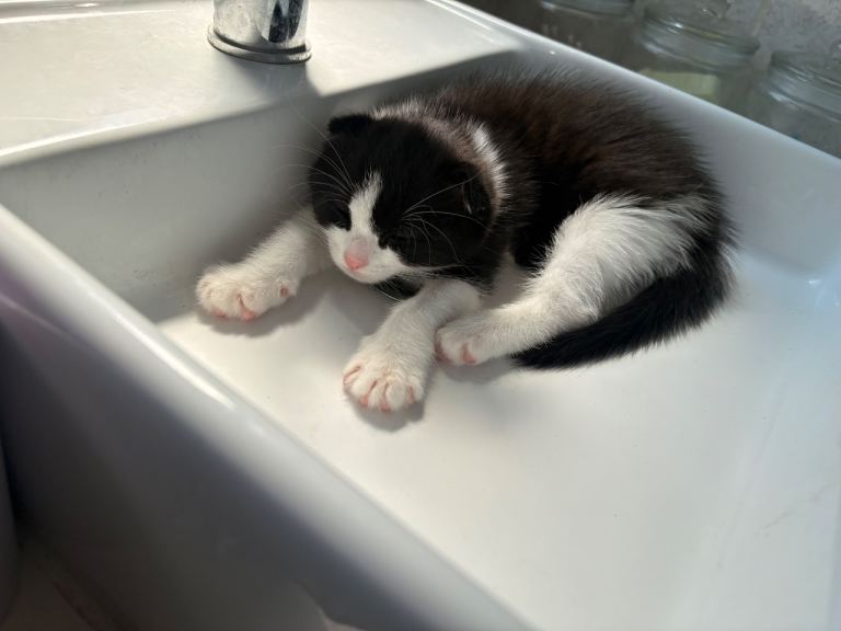 Kittens