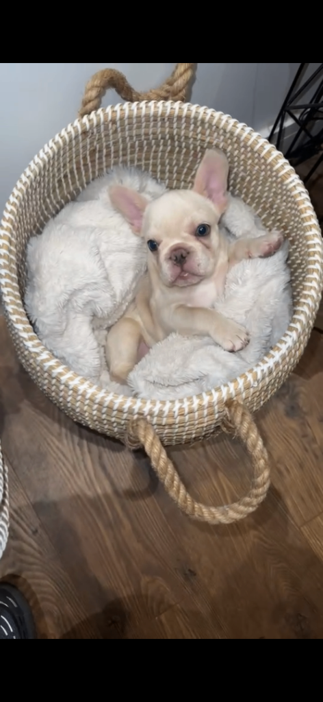 Triple platinum flurry carrier French bulldog 