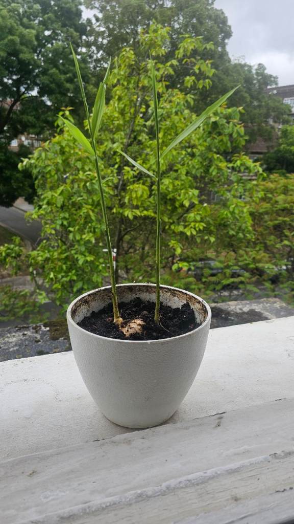 Ginger plant 