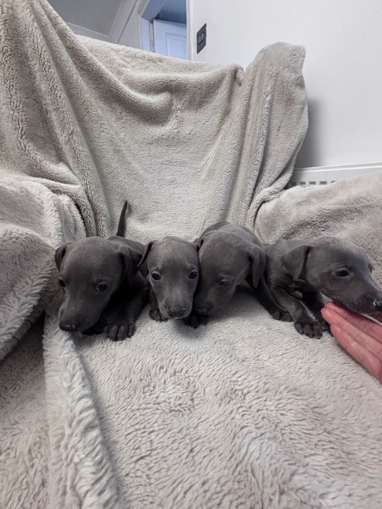 Blue whippet puppies for sale 