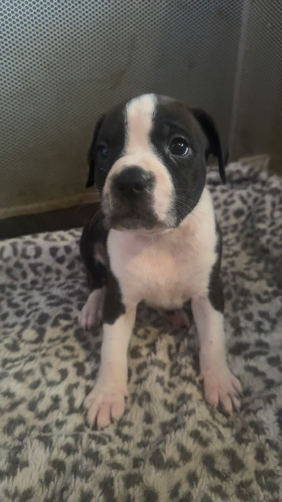Staffy puppies ready for forever homes now