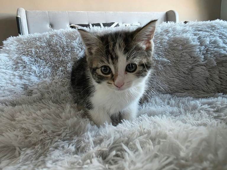Four Kittens for Sale 