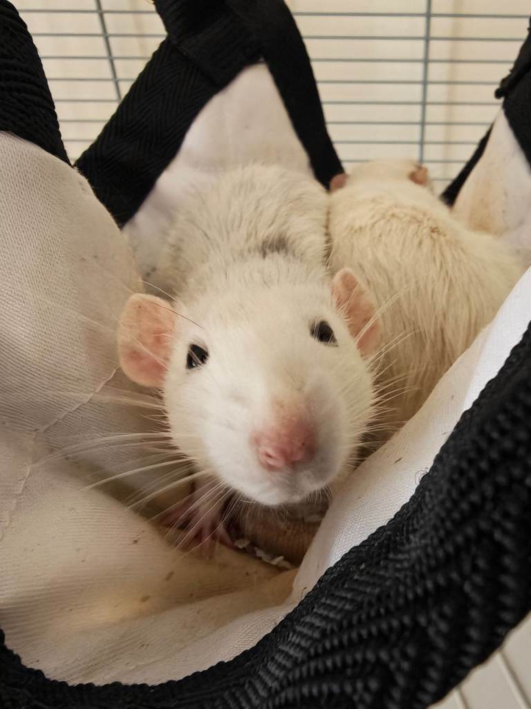 Two male one white one white and grey