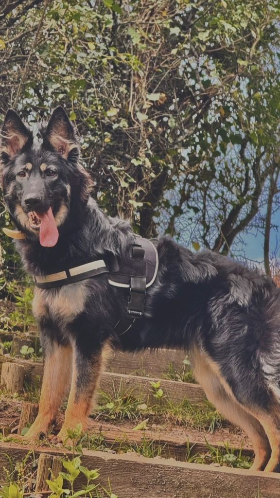 German shepherd female 10 months old 