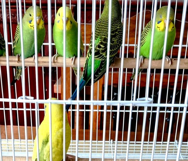 Beautiful green/yellow baby budgies ! 