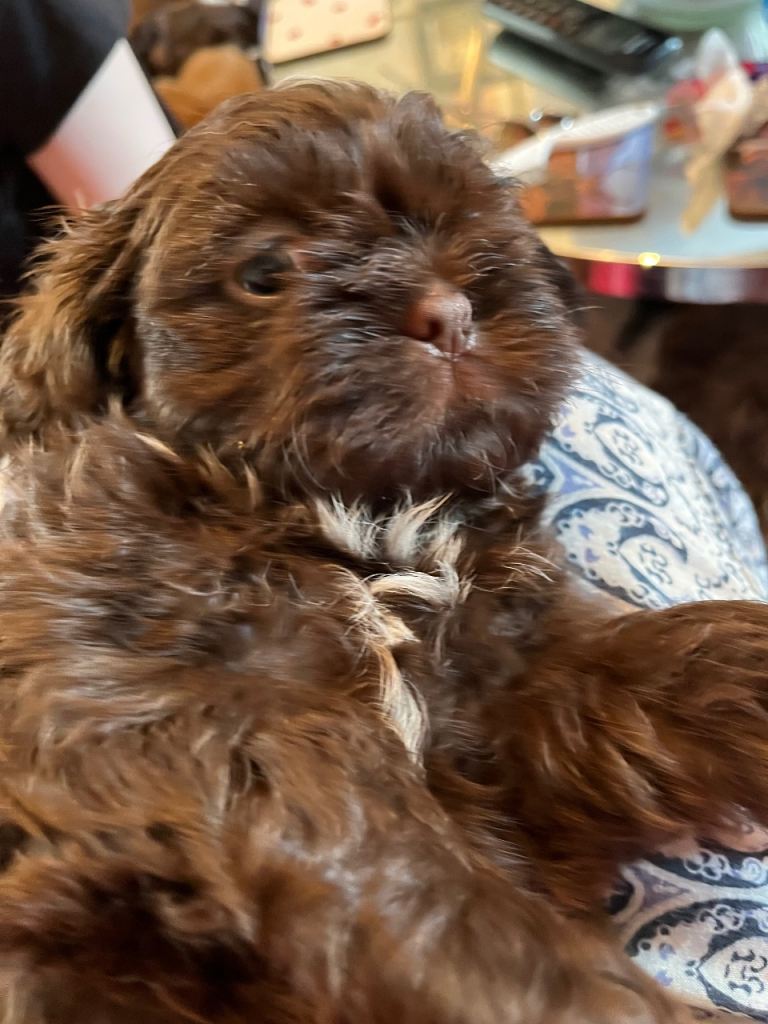 Adorable Shih Tzu puppies 