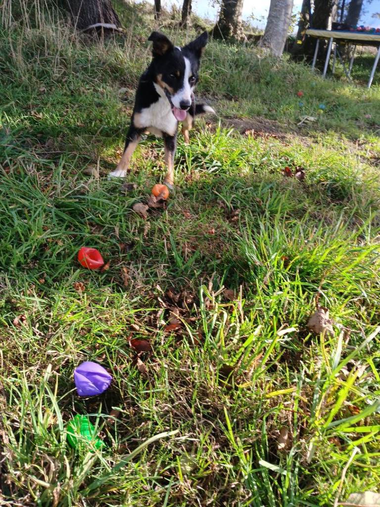 🐾 Loving Home Wanted for Our Beautiful Border Collie Girl 🐾 | in Huntly ...