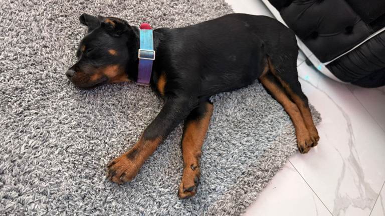 Beautiful 4 month old rottweiler 