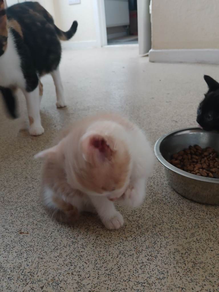 3 kittens 