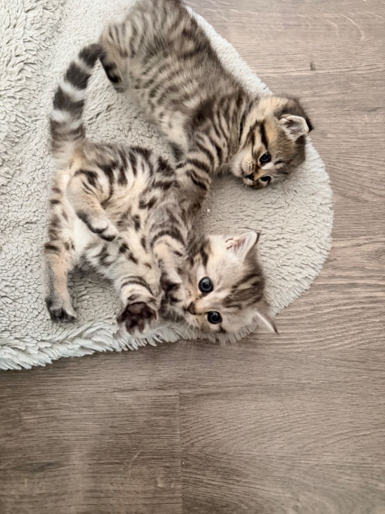 Adorable Kittens Looking for Their Forever Homes