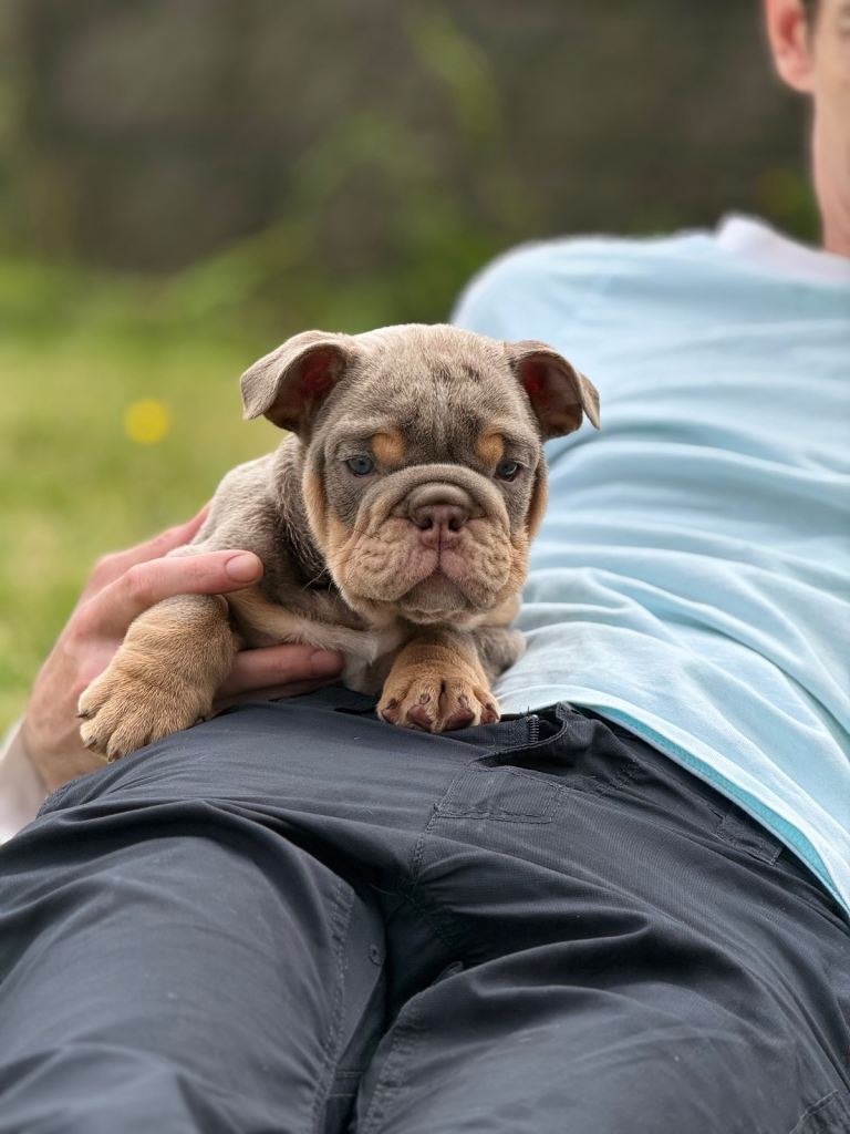 Kc English bulldogs