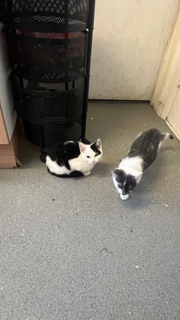 Two kittens 11 weeks old