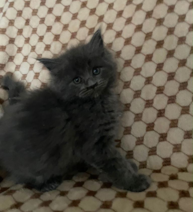 Pedigree Maine Coon X Pedigree Ragdoll Kittens 