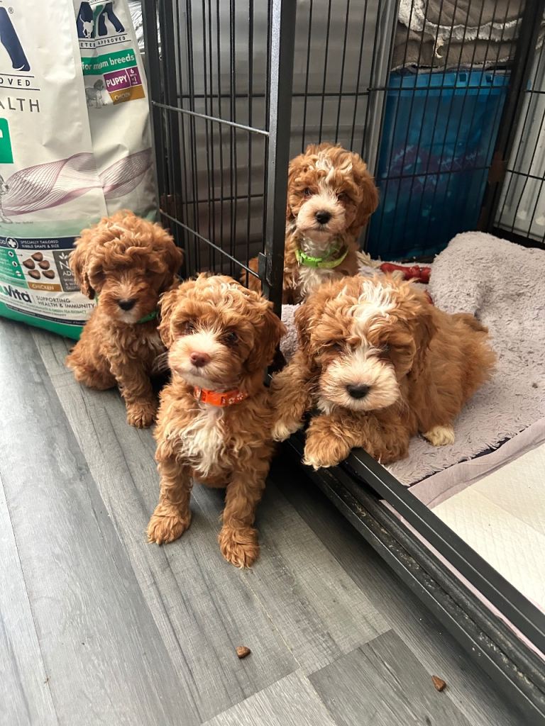 4 Female Cockapoo Puppies