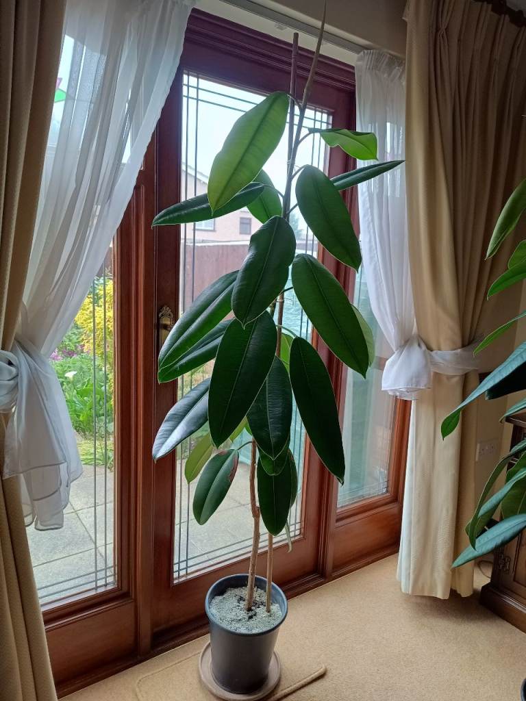 Rubber Plant in Pot