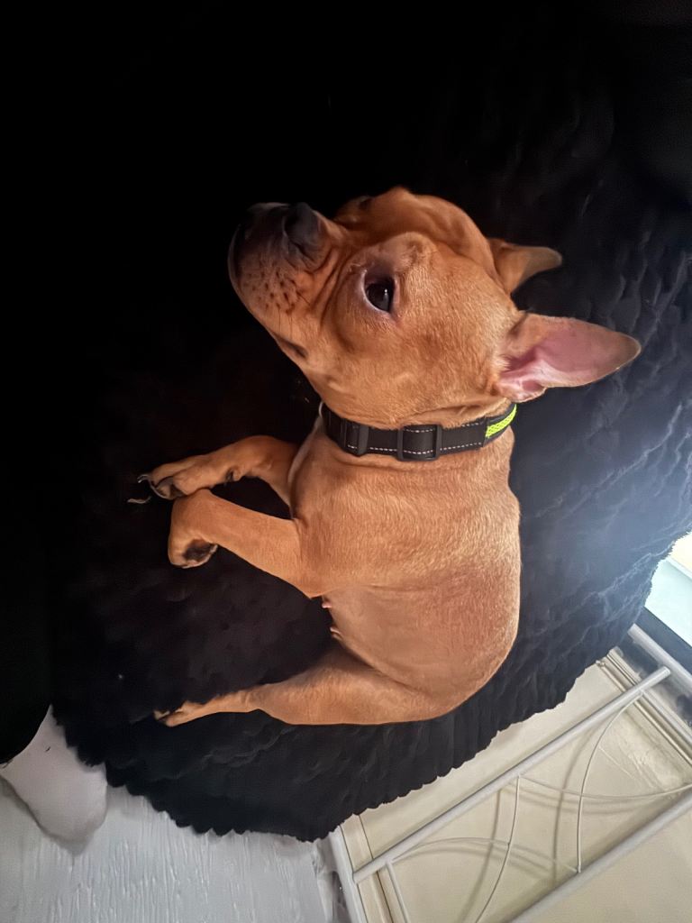 French bulldog cross American bully
