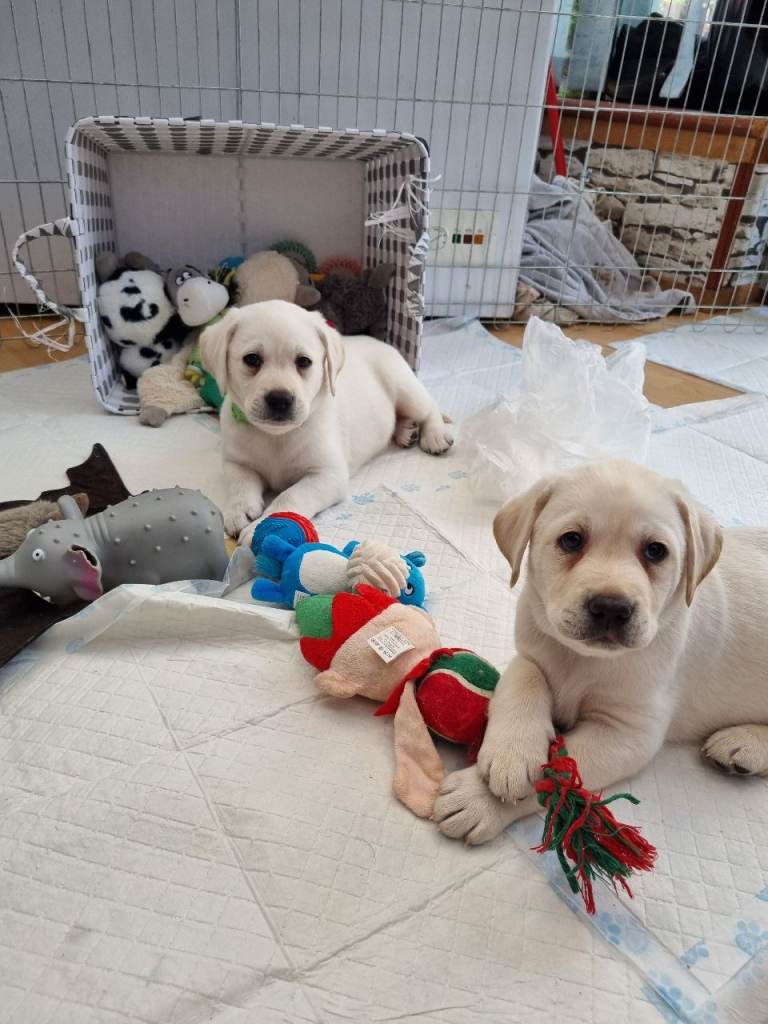  ​KC Registered Female Lab Puppy - Potty Trained & Ready Now!