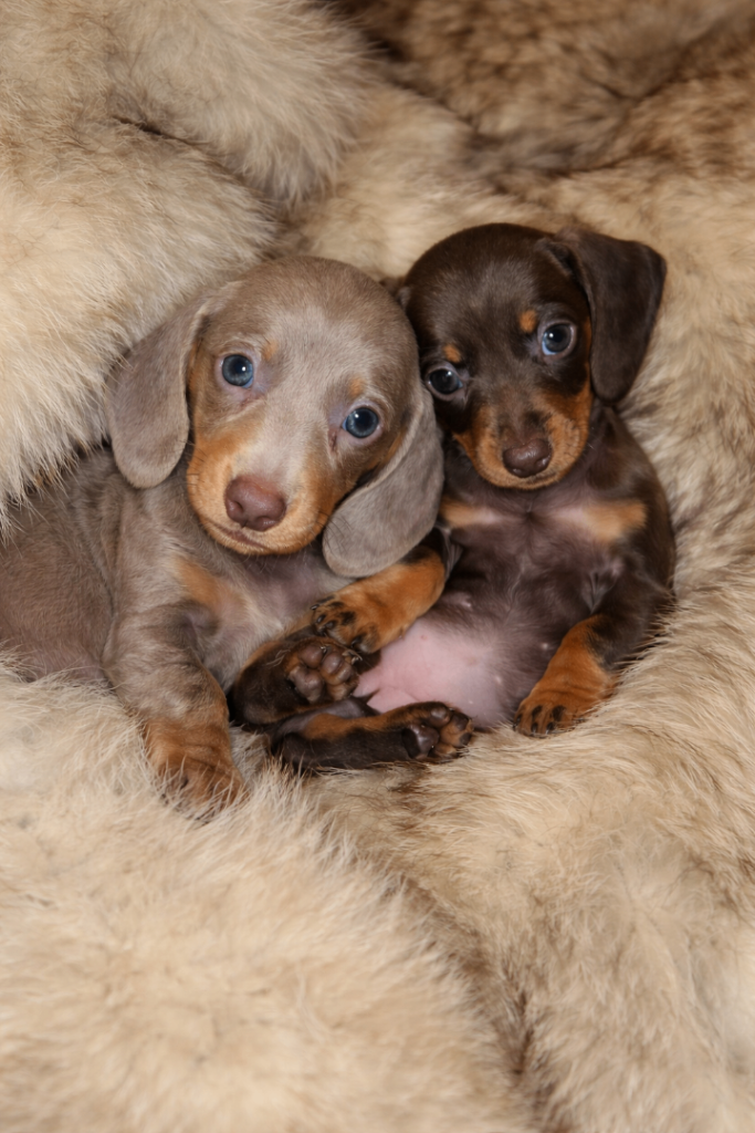 Kc Miniature Dachshunds 2 Girls Left!