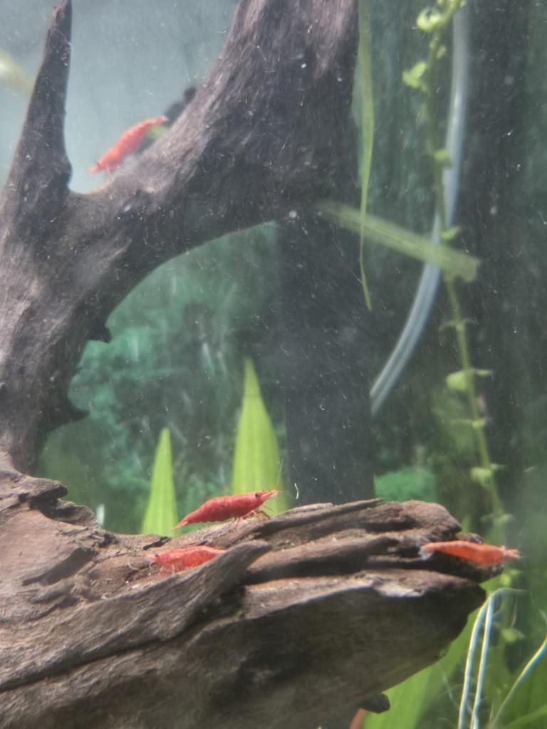 CHERRY SHRIMP!! £2 EACH!! 6 for £10!!