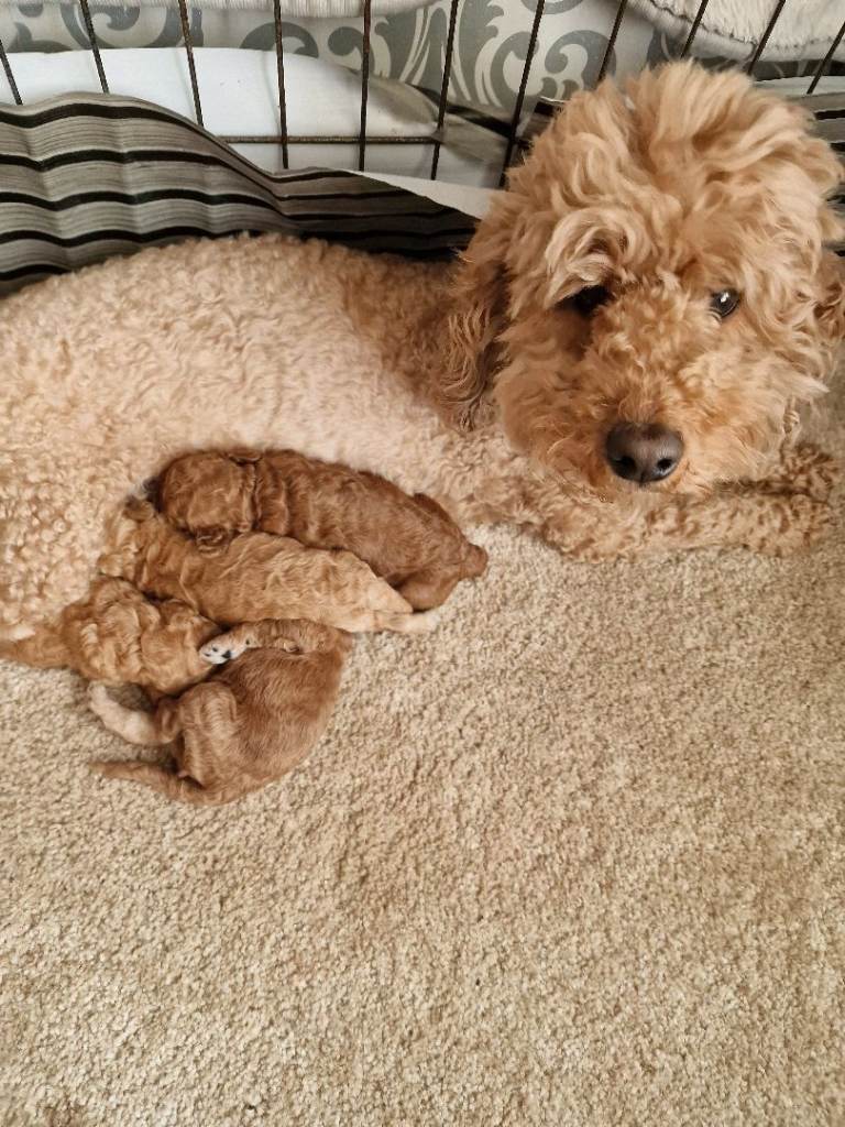 Beautiful F1B cockapoo puppies