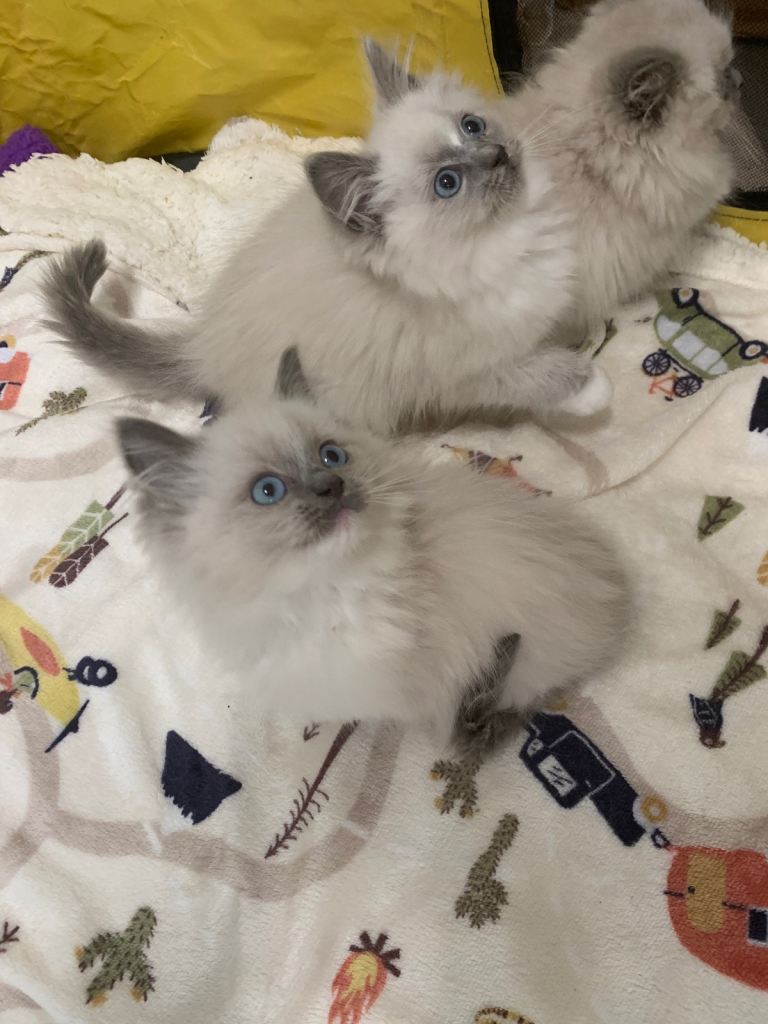 Stunning Super Fluffy Ragdoll kittens