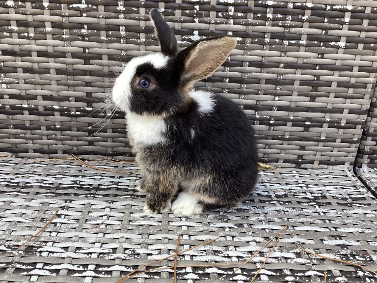 Ready NOW! Pure bred Mini lop buck