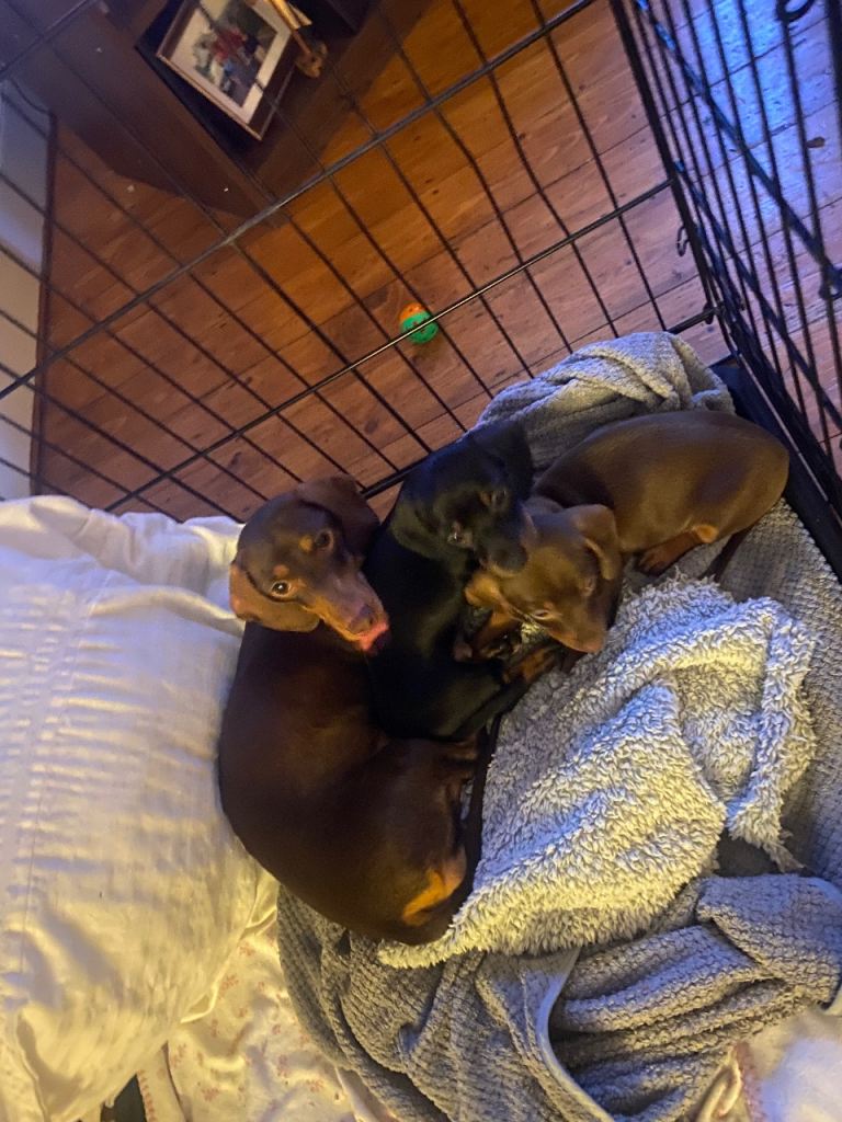 Dachshund 