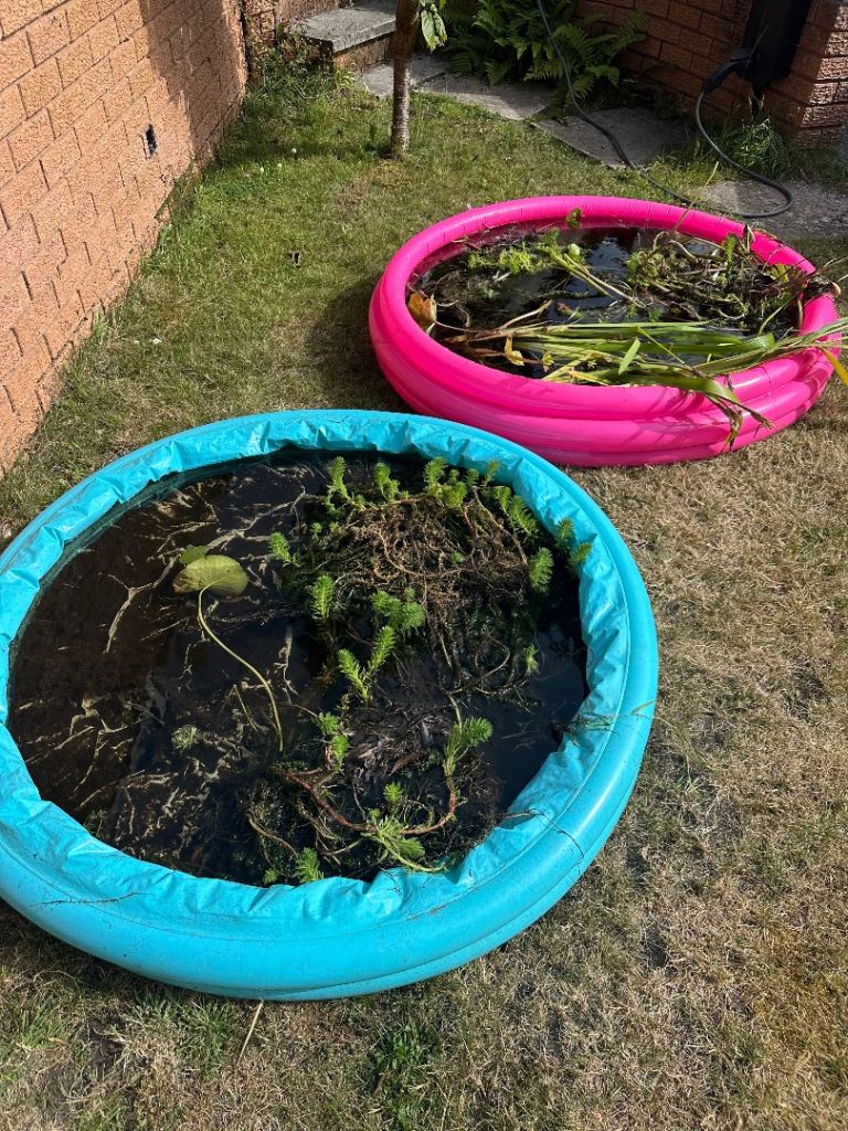 Free pond plants 