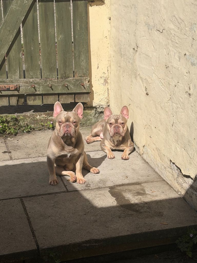French bulldogs to be rehomed 