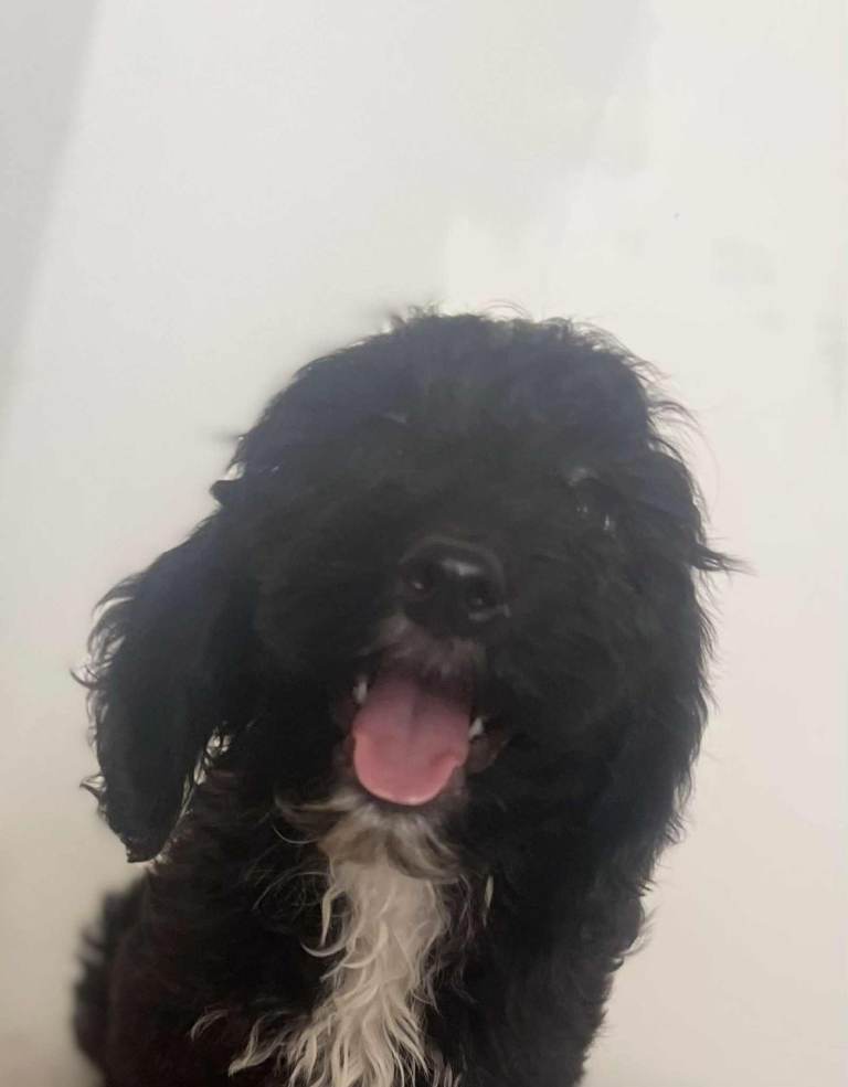 Female cockapoo 4 months old 