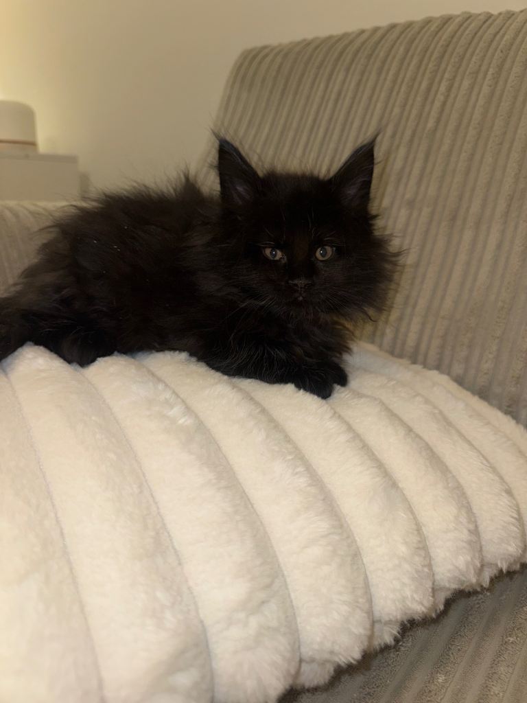 Maine coon kittens  (1 black girl left)